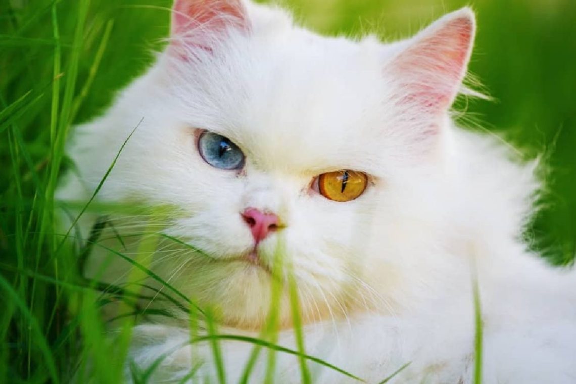 Harga Kucing Odd Eye